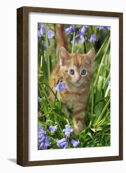 Kitten (Ginger) in Bluebells-null-Framed Photographic Print