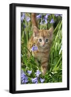 Kitten (Ginger) in Bluebells-null-Framed Photographic Print