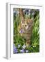 Kitten (Ginger) in Bluebells-null-Framed Photographic Print