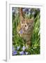 Kitten (Ginger) in Bluebells-null-Framed Photographic Print