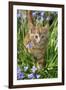 Kitten (Ginger) in Bluebells-null-Framed Photographic Print