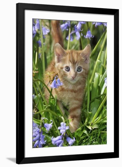 Kitten (Ginger) in Bluebells-null-Framed Photographic Print