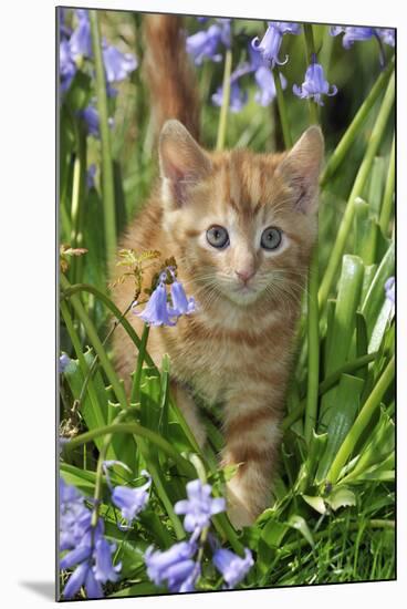 Kitten (Ginger) in Bluebells-null-Mounted Photographic Print
