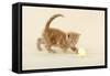 Kitten (Ginger) Playing with Decorative Egg-null-Framed Stretched Canvas