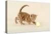 Kitten (Ginger) Playing with Decorative Egg-null-Stretched Canvas