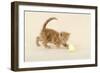 Kitten (Ginger) Playing with Decorative Egg-null-Framed Photographic Print