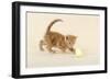 Kitten (Ginger) Playing with Decorative Egg-null-Framed Photographic Print