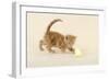 Kitten (Ginger) Playing with Decorative Egg-null-Framed Photographic Print