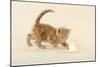 Kitten (Ginger) Playing with Decorative Egg-null-Mounted Photographic Print