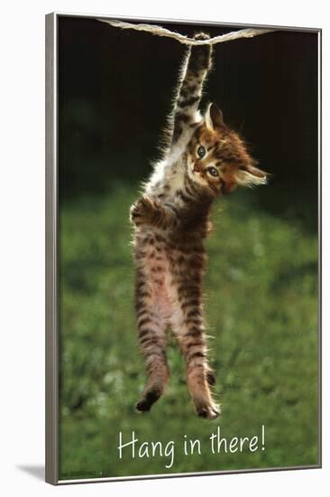 Kitten - Hang In There-null-Framed Poster