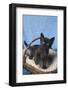 Kitten in a Basket-DLILLC-Framed Photographic Print