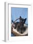 Kitten in a Basket-DLILLC-Framed Photographic Print