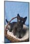 Kitten in a Basket-DLILLC-Mounted Photographic Print