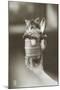 Kitten in a Beer Stein-null-Mounted Photographic Print