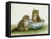 Kitten in a Blue China Bowl-Betsy Bamber-Framed Stretched Canvas