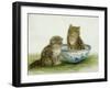 Kitten in a Blue China Bowl-Betsy Bamber-Framed Giclee Print