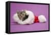 Kitten in a Christmas Hat-null-Framed Stretched Canvas