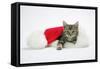 Kitten in a Christmas Hat-null-Framed Stretched Canvas
