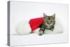 Kitten in a Christmas Hat-null-Stretched Canvas