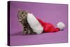 Kitten in a Christmas Hat-null-Stretched Canvas