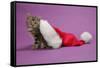 Kitten in a Christmas Hat-null-Framed Stretched Canvas