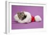 Kitten in a Christmas Hat-null-Framed Photographic Print