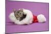 Kitten in a Christmas Hat-null-Mounted Photographic Print