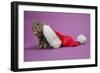 Kitten in a Christmas Hat-null-Framed Photographic Print