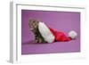 Kitten in a Christmas Hat-null-Framed Photographic Print