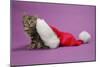 Kitten in a Christmas Hat-null-Mounted Photographic Print