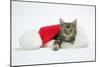 Kitten in a Christmas Hat-null-Mounted Photographic Print