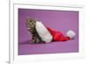 Kitten in a Christmas Hat-null-Framed Photographic Print