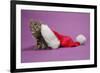 Kitten in a Christmas Hat-null-Framed Photographic Print