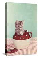 Kitten in a Jug-null-Stretched Canvas