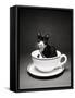 Kitten in a Teacup-Robert Essel-Framed Stretched Canvas