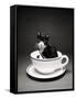 Kitten in a Teacup-Robert Essel-Framed Stretched Canvas
