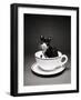 Kitten in a Teacup-Robert Essel-Framed Photographic Print