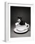 Kitten in a Teacup-Robert Essel-Framed Photographic Print