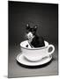 Kitten in a Teacup-Robert Essel-Mounted Photographic Print