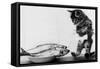 Kitten in an Aquarium Looking at Fishes in a Plate, June 26, 1972-null-Framed Stretched Canvas