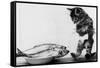 Kitten in an Aquarium Looking at Fishes in a Plate, June 26, 1972-null-Framed Stretched Canvas