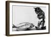 Kitten in an Aquarium Looking at Fishes in a Plate, June 26, 1972-null-Framed Photo