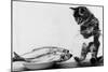 Kitten in an Aquarium Looking at Fishes in a Plate, June 26, 1972-null-Mounted Photo