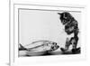 Kitten in an Aquarium Looking at Fishes in a Plate, June 26, 1972-null-Framed Photo