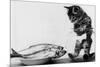 Kitten in an Aquarium Looking at Fishes in a Plate, June 26, 1972-null-Mounted Photo