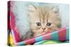 Kitten in Basket-null-Stretched Canvas