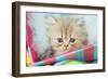 Kitten in Basket-null-Framed Photographic Print