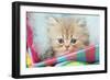 Kitten in Basket-null-Framed Photographic Print