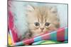 Kitten in Basket-null-Mounted Photographic Print