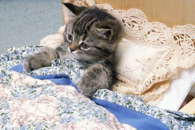Kitten top on bed